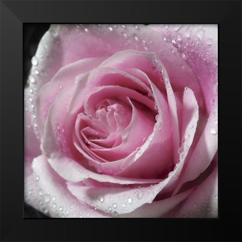 Raindrops and Roses III Black Modern Wood Framed Art Print by Burkhart, Monika