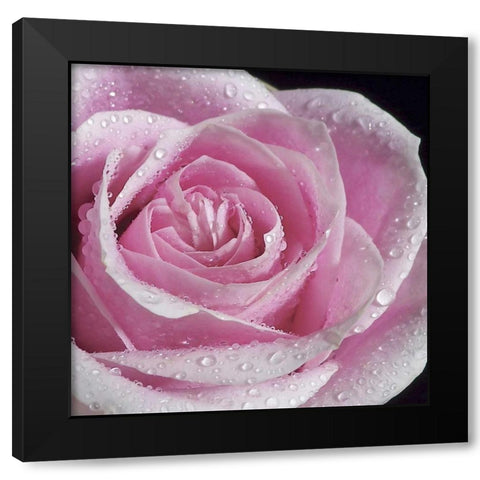 Raindrops and Roses IV Black Modern Wood Framed Art Print with Double Matting by Burkhart, Monika