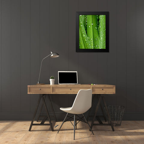 April Rain I Black Modern Wood Framed Art Print by Burkhart, Monika