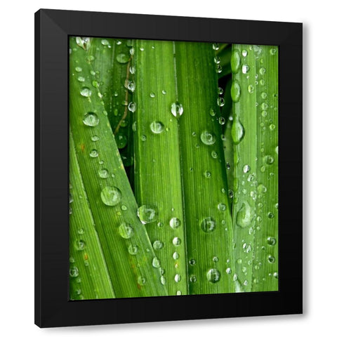 April Rain I Black Modern Wood Framed Art Print with Double Matting by Burkhart, Monika