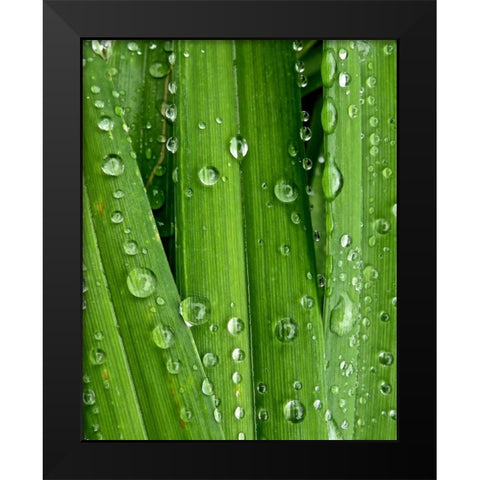 April Rain I Black Modern Wood Framed Art Print by Burkhart, Monika
