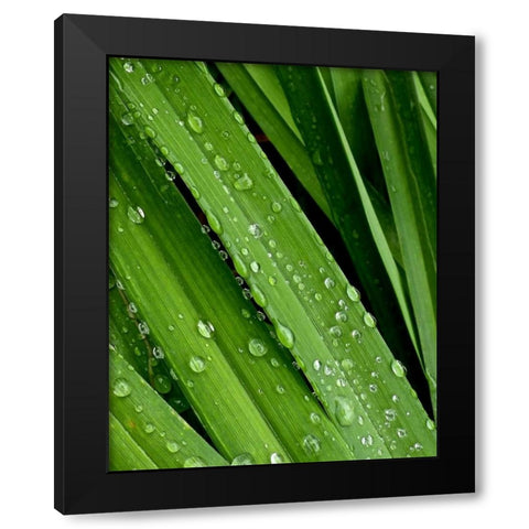 April Rain II Black Modern Wood Framed Art Print with Double Matting by Burkhart, Monika