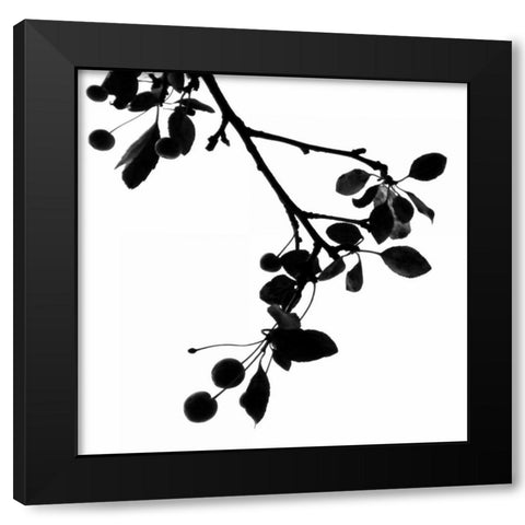 Last of Summer III Black Modern Wood Framed Art Print by Burkhart, Monika