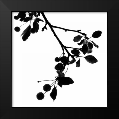 Last of Summer III Black Modern Wood Framed Art Print by Burkhart, Monika