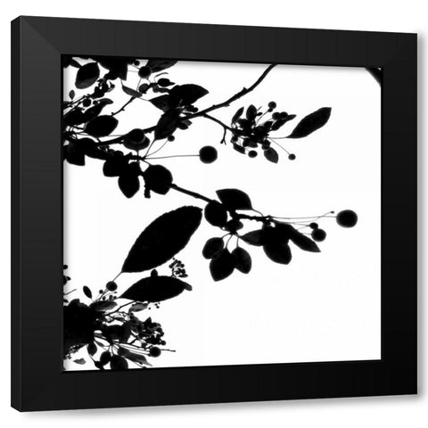 Last of Summer IV Black Modern Wood Framed Art Print by Burkhart, Monika