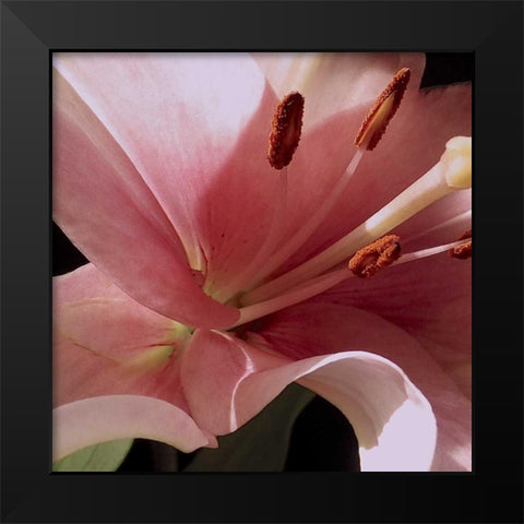 Pink Translucence II Black Modern Wood Framed Art Print by Burkhart, Monika