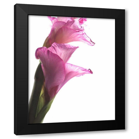 Beauty in the Bloom I Black Modern Wood Framed Art Print by Burkhart, Monika