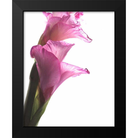 Beauty in the Bloom I Black Modern Wood Framed Art Print by Burkhart, Monika