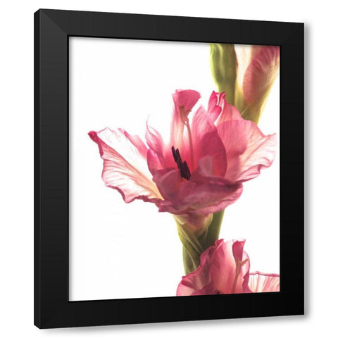 Beauty in the Bloom II Black Modern Wood Framed Art Print with Double Matting by Burkhart, Monika