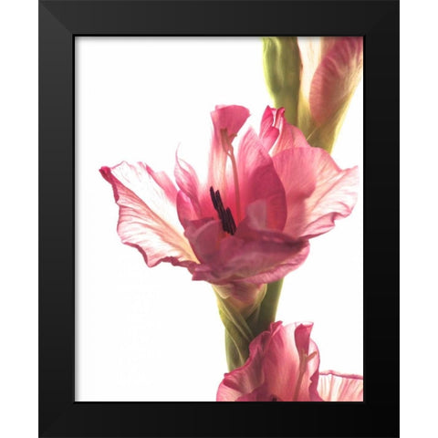 Beauty in the Bloom II Black Modern Wood Framed Art Print by Burkhart, Monika