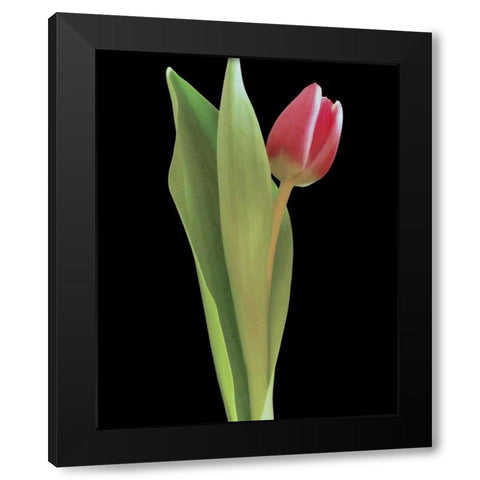 Blush of Spring I Black Modern Wood Framed Art Print with Double Matting by Burkhart, Monika