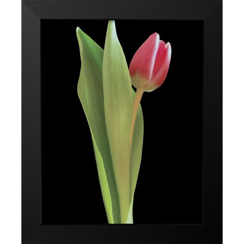 Blush of Spring I Black Modern Wood Framed Art Print by Burkhart, Monika