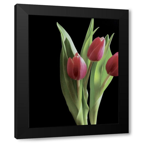 Blush of Spring II Black Modern Wood Framed Art Print by Burkhart, Monika