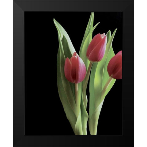 Blush of Spring II Black Modern Wood Framed Art Print by Burkhart, Monika
