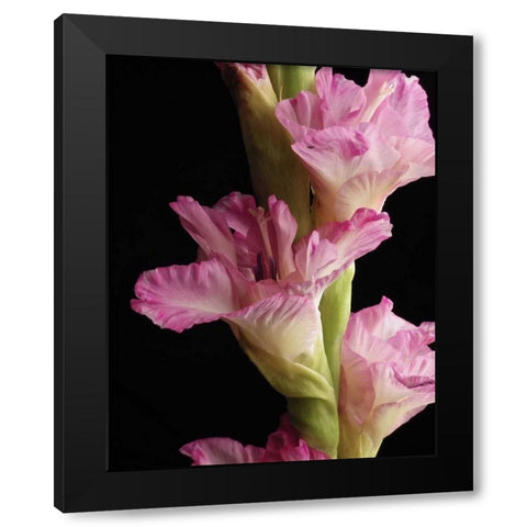 Pink Quintessence Black Modern Wood Framed Art Print with Double Matting by Burkhart, Monika