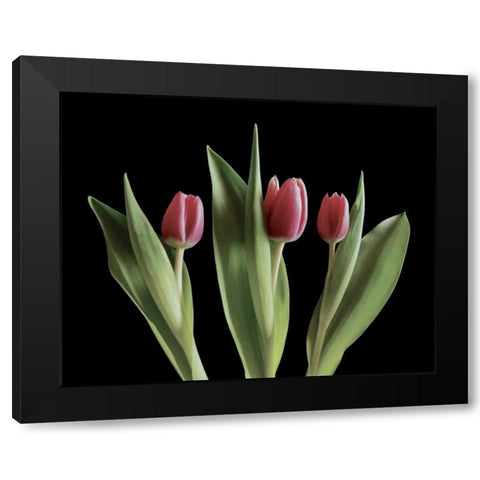 Blush of Spring III Black Modern Wood Framed Art Print with Double Matting by Burkhart, Monika