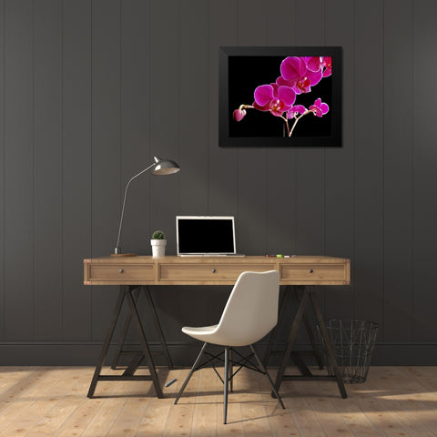 Orchid Essence II Black Modern Wood Framed Art Print by Burkhart, Monika