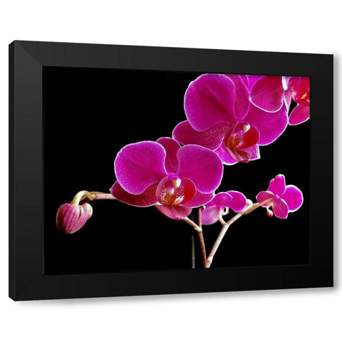 Orchid Essence II Black Modern Wood Framed Art Print by Burkhart, Monika
