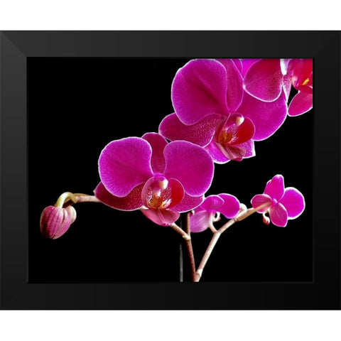 Orchid Essence II Black Modern Wood Framed Art Print by Burkhart, Monika