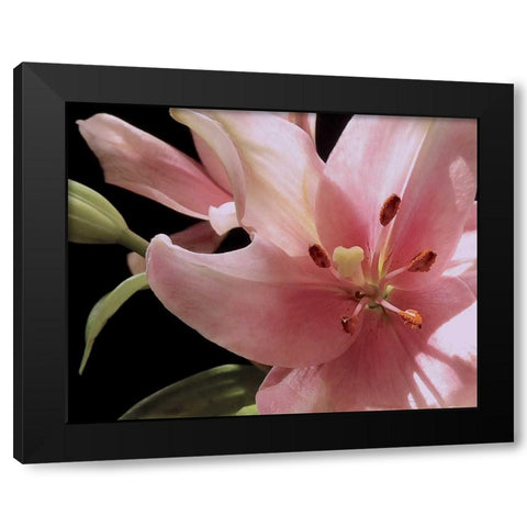 Pink Translucence III Black Modern Wood Framed Art Print with Double Matting by Burkhart, Monika