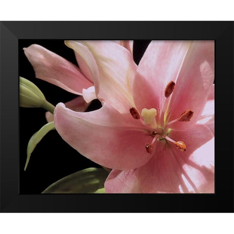 Pink Translucence III Black Modern Wood Framed Art Print by Burkhart, Monika