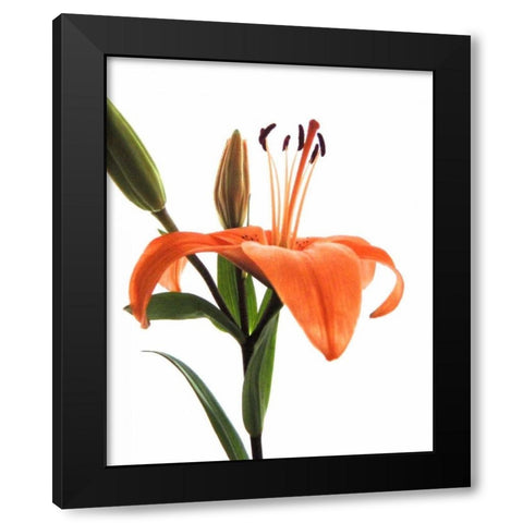 Daylily I Black Modern Wood Framed Art Print with Double Matting by Burkhart, Monika