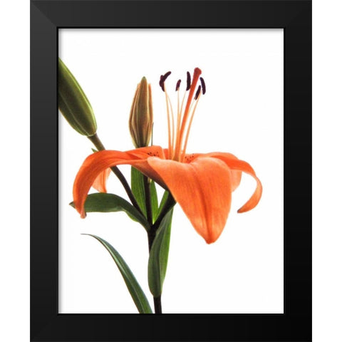 Daylily I Black Modern Wood Framed Art Print by Burkhart, Monika