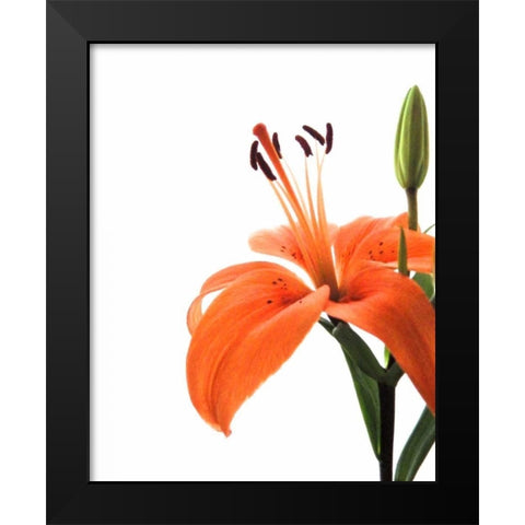 Daylily II Black Modern Wood Framed Art Print by Burkhart, Monika