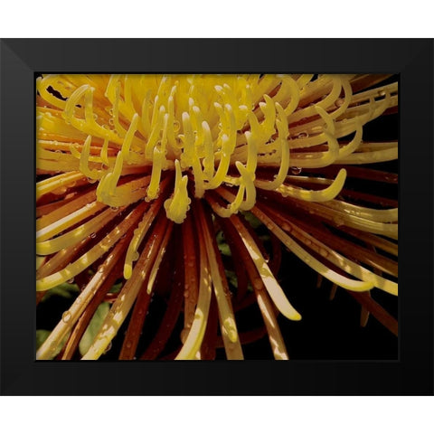 Sun Dance I Black Modern Wood Framed Art Print by Burkhart, Monika