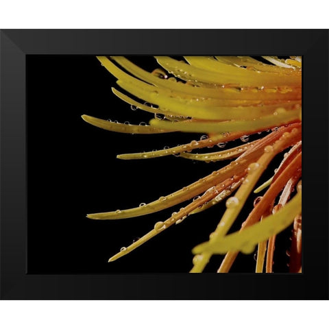 Sun Dance II Black Modern Wood Framed Art Print by Burkhart, Monika