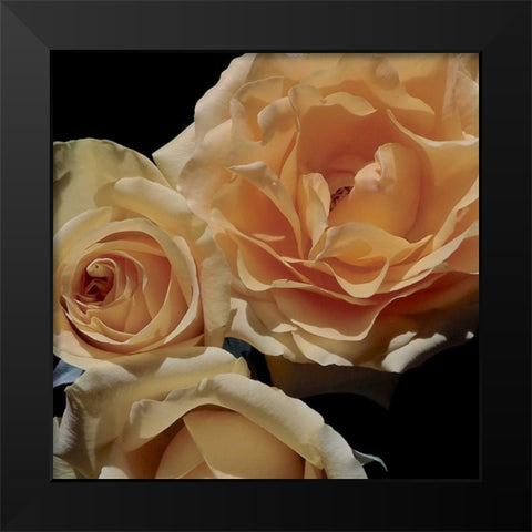 LEssence de la Rose II Black Modern Wood Framed Art Print by Burkhart, Monika
