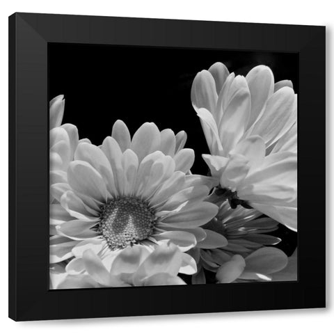 Daisy Dazzle BW I Black Modern Wood Framed Art Print by Burkhart, Monika
