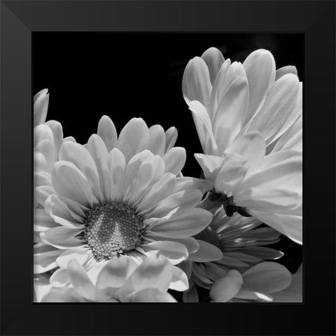 Daisy Dazzle BW I Black Modern Wood Framed Art Print by Burkhart, Monika