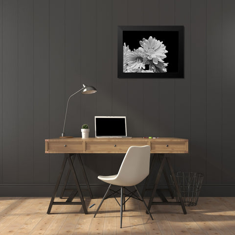 Daisy Dazzle BW II Black Modern Wood Framed Art Print by Burkhart, Monika