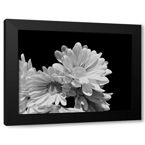 Daisy Dazzle BW II Black Modern Wood Framed Art Print with Double Matting by Burkhart, Monika