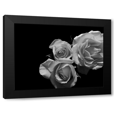 LEssence de la Rose BW II Black Modern Wood Framed Art Print by Burkhart, Monika