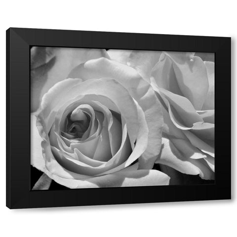 LEssence de la Rose BW III Black Modern Wood Framed Art Print with Double Matting by Burkhart, Monika