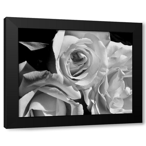 LEssence de la Rose BW IV Black Modern Wood Framed Art Print by Burkhart, Monika