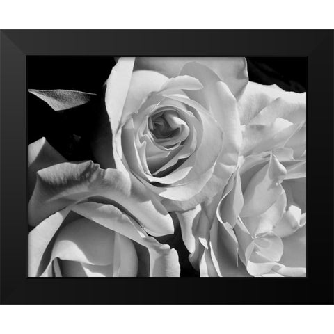 LEssence de la Rose BW IV Black Modern Wood Framed Art Print by Burkhart, Monika