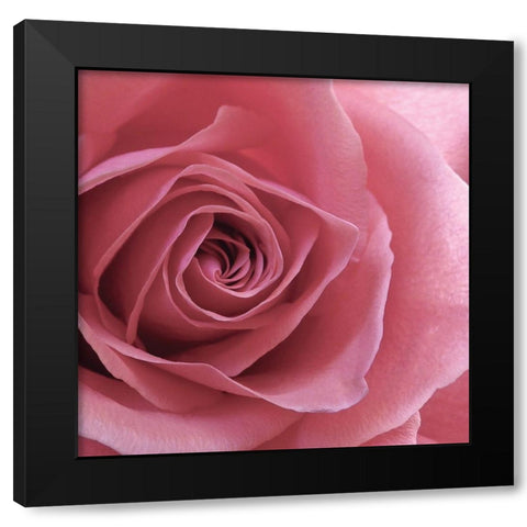 Blush Rose Black Modern Wood Framed Art Print by Burkhart, Monika
