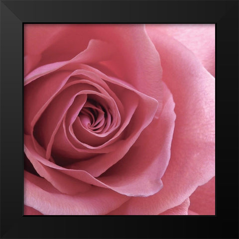 Blush Rose Black Modern Wood Framed Art Print by Burkhart, Monika