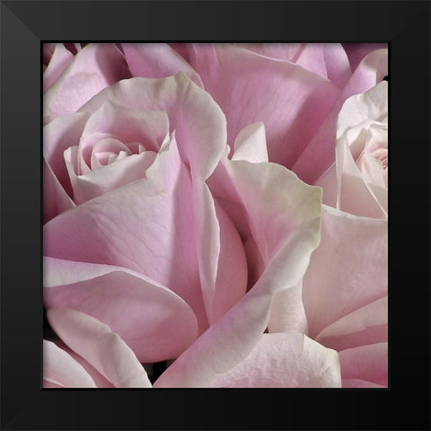 Pastel Pink Rose Bouquet Black Modern Wood Framed Art Print by Burkhart, Monika