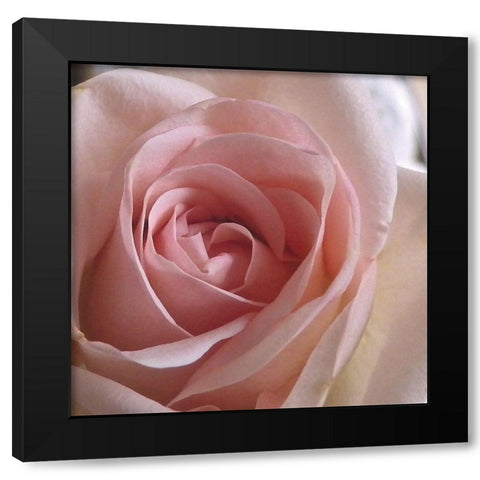 Salmon Rose Close-Up Black Modern Wood Framed Art Print by Burkhart, Monika