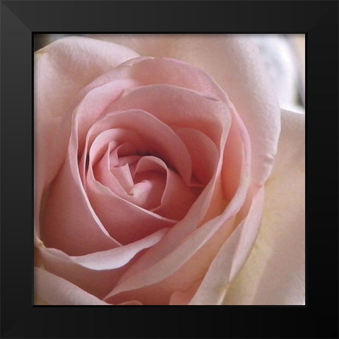 Salmon Rose Close-Up Black Modern Wood Framed Art Print by Burkhart, Monika