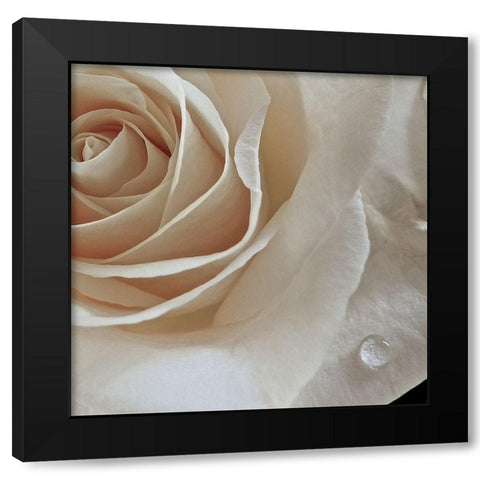 Rose Droplets Black Modern Wood Framed Art Print by Burkhart, Monika