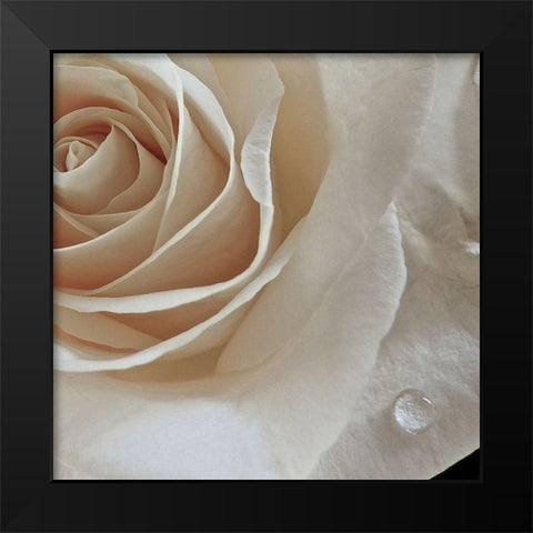 Rose Droplets Black Modern Wood Framed Art Print by Burkhart, Monika