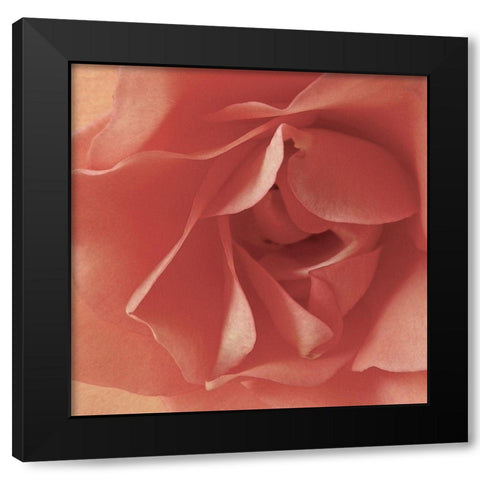 Coral Rose Close-Up I Black Modern Wood Framed Art Print by Burkhart, Monika