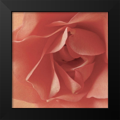 Coral Rose Close-Up I Black Modern Wood Framed Art Print by Burkhart, Monika