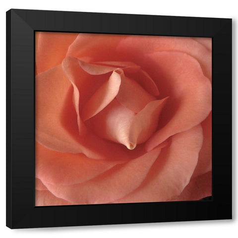 Coral Rose Close-Up II Black Modern Wood Framed Art Print by Burkhart, Monika