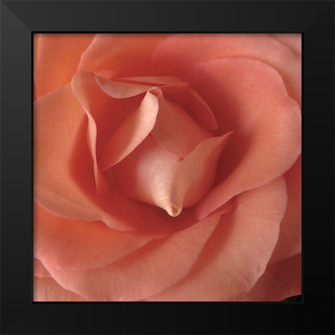 Coral Rose Close-Up II Black Modern Wood Framed Art Print by Burkhart, Monika